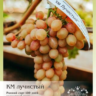 Виноград "Кишмиш Лучистый"