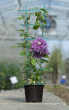Клематис "Josephine Evijohill Regal" – фото 3